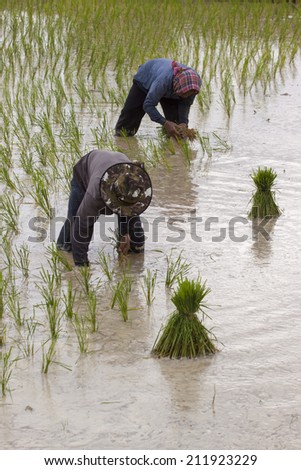 Rice farmers on rice field in Thailand