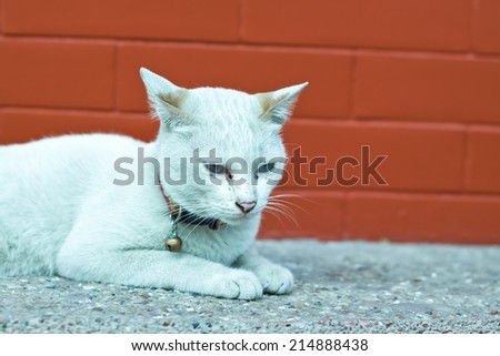 siam cat, thai cat, white cat looking, cat looking, cute cat, big cat, white cat
