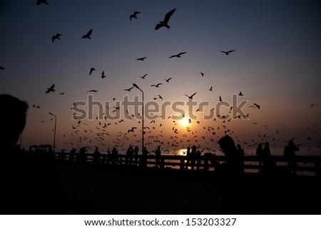 Silhouette of birds flying over sunset