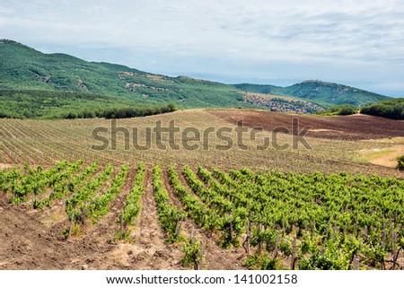 Vineyard in the middle of the most famous wine region of Crimea.Grape plantation in the mountains