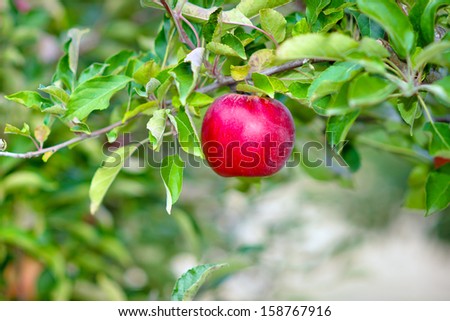 Apples on the tree. Apple orchard. Fresh apples on the tree. Red apples on apple tree branch
