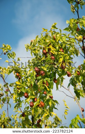 Jujube fruits ripened on the tree.