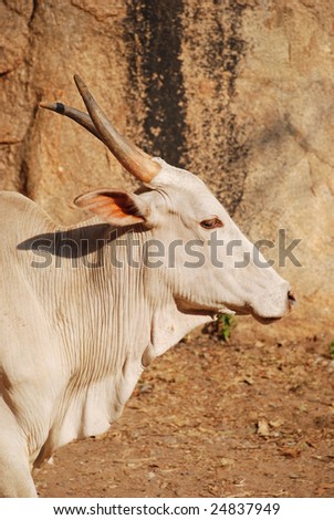 White indian cow near mountain
