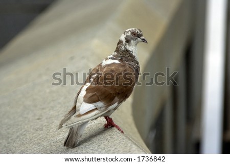 Brown and white pigeon, Philadelphia, PA