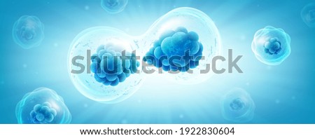 Cell division or cell connection, the microbiological process of reproduction of the simplest microorganisms microbes, bacteria, protein. Vector realistic illustration of a cell under a microscope Stockfoto © 