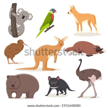 Set of funny cartoon Australian animals - emu, ostrich, koala on a branch, tasmanian devil, dingo dog, platypus, kiwi bird and wombat