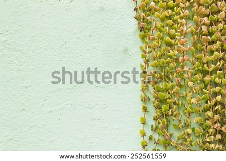 Green leaves plant on green wall and space for text