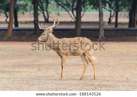 Deer stand in zoo