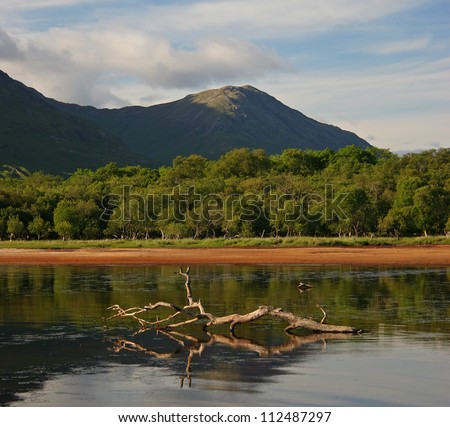 A trunk reflects in the calm waters of the loch Awe, near Oban, Scotland