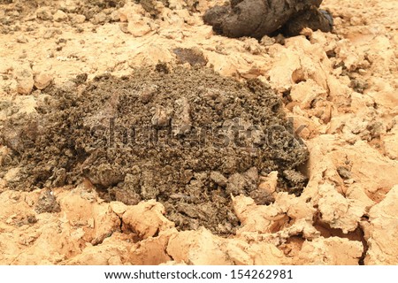 Buffalo feces on the road. Buffalo manure is a natural organic fertilizer.
