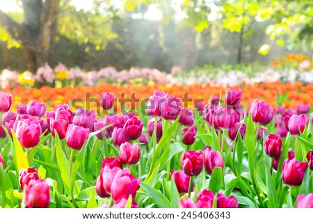 colorful tulips, tulips in spring