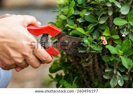 gardener cutting branch of plant with pruning scissors