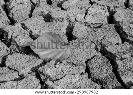 black and white dried leave on dried cracked soil