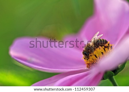 Simple macro picture of a bee on a flower / Bees and Flowers
