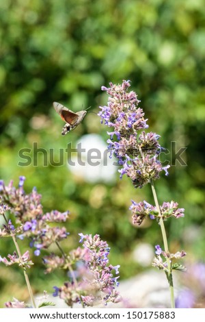 Hummingbird Hawk-moth on a violet flower in high summer August in Bavaria, Germany