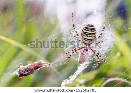 Wasp spider with prey. Macro Picture of a wasp spider in its net with a grasshopper as prey, taken in northern Bavaria, Germany