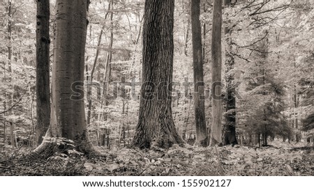 Forest in Bavaria in Late September. Black and White with large tree trunks and bright leaves in the rising morning sun