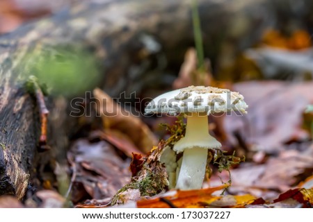 Mushroom Kingdom . Picture of a wildlife forest mushroom in the woods of Bavaria in Germany in fall. Picture was taken on a warm September day.