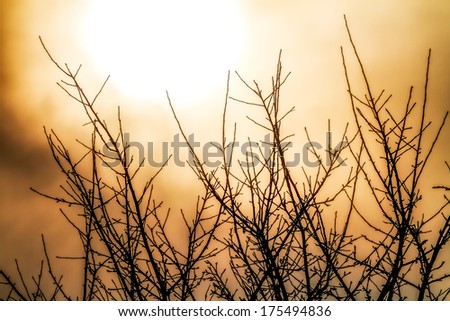 Silhouette of Tree Branches in the Setting Sun