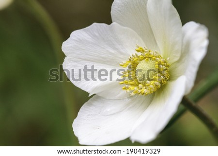 Wild snowdrop anemone in Bavaria, Germany. Very rare wildlife forest plant