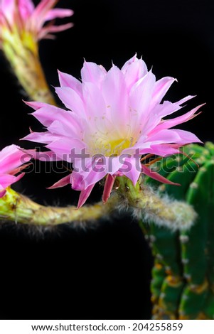 Macro of an isolated blooming Echinopsis blossom in front of a one colored background