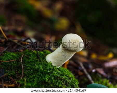 Mushroom Kingdom . Picture of a wildlife forest mushroom in the woods of Bavaria in Germany in fall. Picture was taken on a warm September day.