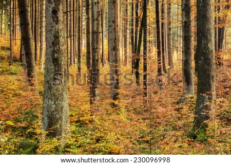 Black Forest in Germany. Orange Evening Sun shines through the golden foggy Woods. Magical Autumn Forrest. Colorful Fall Leaves. Romantic Background. Sun Rays before Sunset