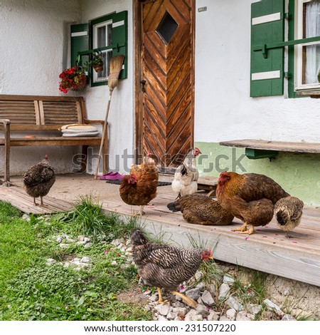Chicken on a porch at a mountain pasture in Berchtesgaden