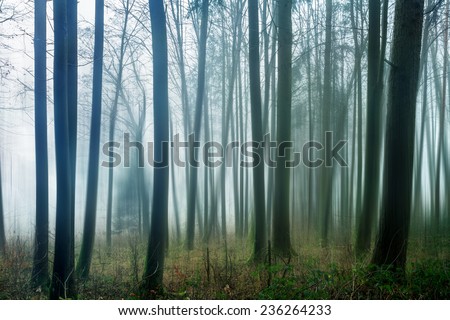 Dark and Dreary Forest. Distorted Image of a spooky magical winter forest