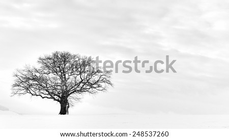 Lonely Winter Tree. Sweet Solitude. Cold and Cloudy day with much snow in the black forest region of Germany