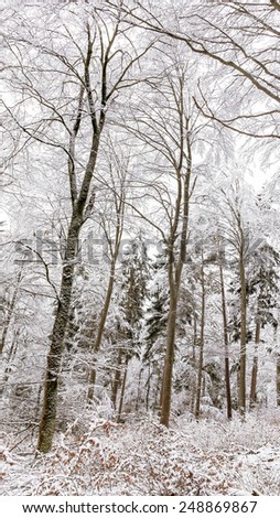 Cold snowy winter wonderland in the Black Forrest Region of Germany. Sweet Solitude. White and Lonely Landscape with trekking trails in the hill forest