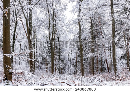 Cold snowy winter wonderland in the Black Forrest Region of Germany. Sweet Solitude. White and Lonely Landscape with trekking trails in the hill forest