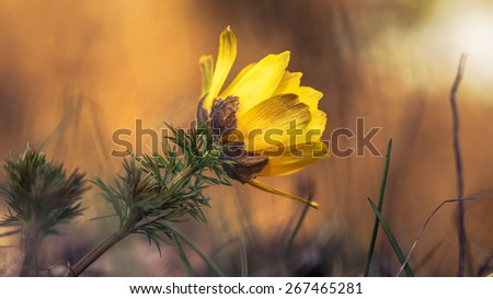 Yellow Pheasant\'s eye. Spring flower on calcareous dry meadow. Warm Colors. Very rare endangered wild flower. Soft and Lovely Bokeh. Macro Photograph with very shallow depth of field