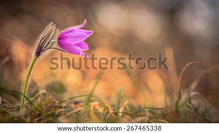 Purple Pasque Flower. Spring flower on calcareous dry meadow. soft little white hair. Rare endangered wild flower. Soft and Lovely Bokeh