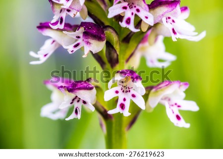 Lovely Wild White and Red Burnt Orchid Flower in Upper Franconia, Germany. Rare Spring Flower. Macro with shallow depth of field