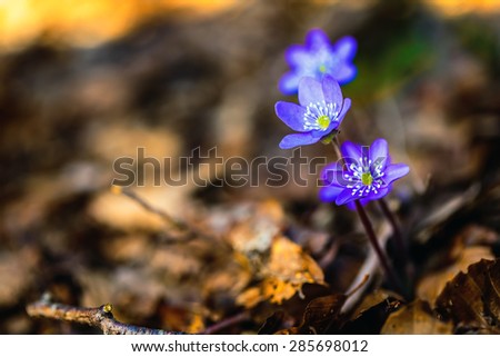 Purple Spring Flower. Lovely Vibrant Colors. Macro Picture with a very shallow depth of field