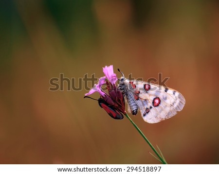 Red Apollo Butterfly. Parnassius apollo in the hills of Upper Franconia, Germany. Rare endangered white butterfly with characteristic red eye on the back. Macro with very shallow depth of field