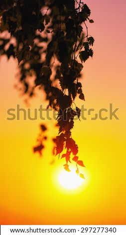 Summer Leaves Silhouettes against the setting sun on a warm evening. Shallow Depth of Field