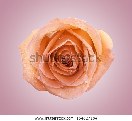 Beautiful orange rose isolate on pink with working path