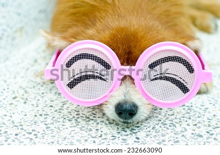 Cute puppy wearing funny glasses
