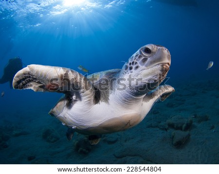 A sea turtle swims at the clear waters of Tenerife (Canary Islands)