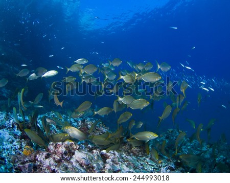 Shoal, Mediterranean fishes swim to look for some seaweed to eat.