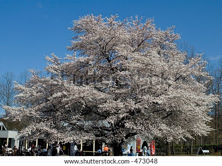 big cherry blossom tree