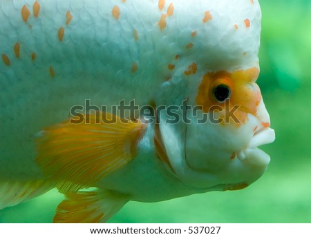 Fat fish in aquarium close-up