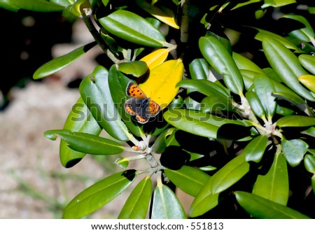 small butterfly on evergreen plant