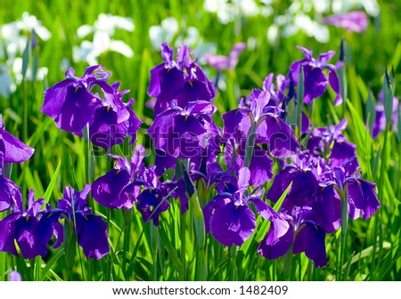 Deep purple irises
