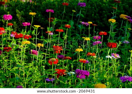 Sea of colorful Flowers