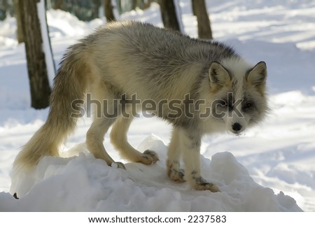 Japanese fox in winter
