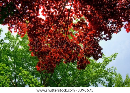 young red leaves of Japanese maple tree in May