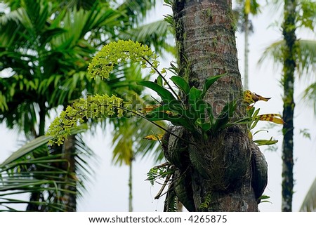 Wild tropical flower growing on the tree trunk, Saipan Botanical garden ...